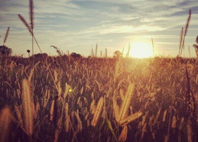 Harvesting Heat: How Record Temperatures Shake Food Prices and Supply Chains