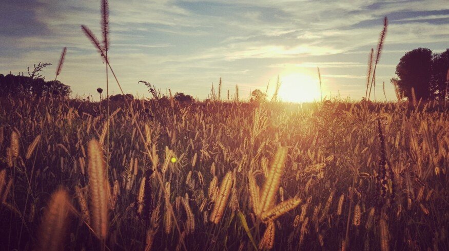 Harvesting Heat: How Record Temperatures Shake Food Prices and Supply Chains