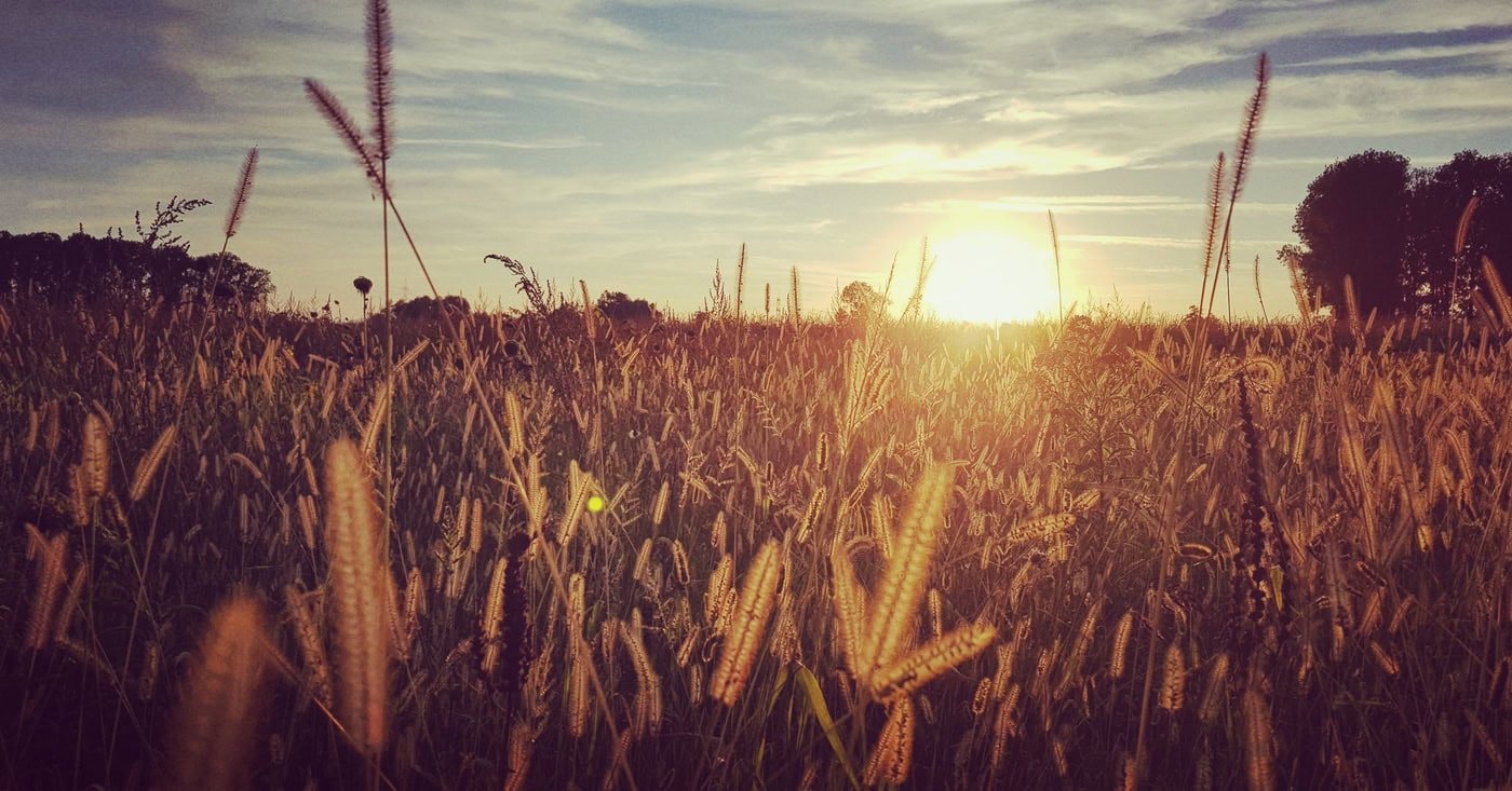 Harvesting Heat: How Record Temperatures Shake Food Prices and Supply Chains