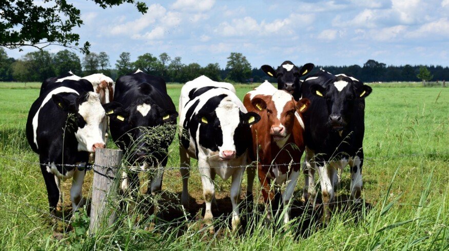 Wisconsin Farmer Says Manure-Based Composting is Organic and Sustainable