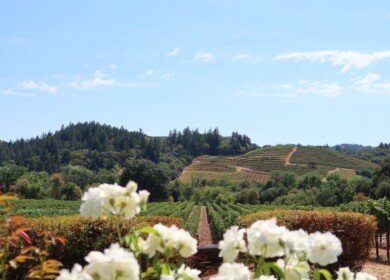 Napa County Blocks Le Colline Vineyard Project Due to Environmental Concerns