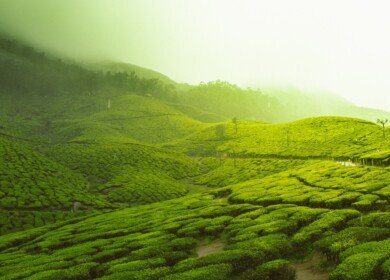 Wuyishan National Park: Cultivating Sustainability in China’s Tea Sector