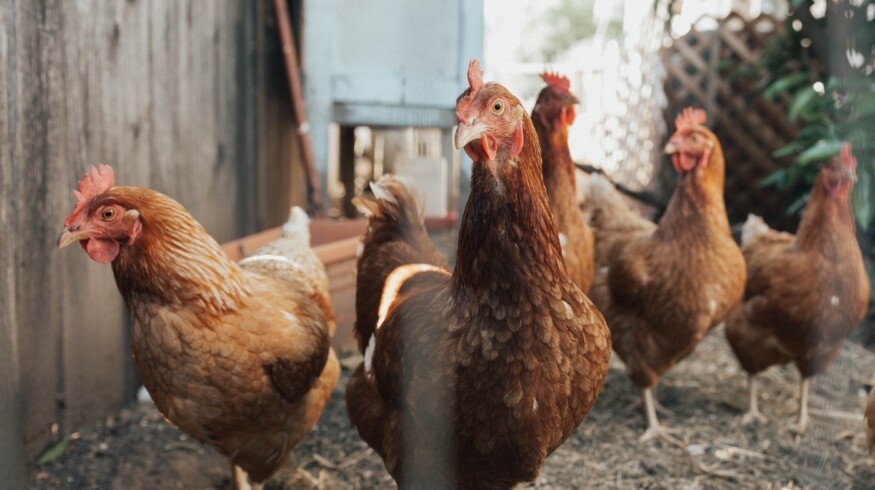 University of Córdoba Developed Effective Organic Fertilizer