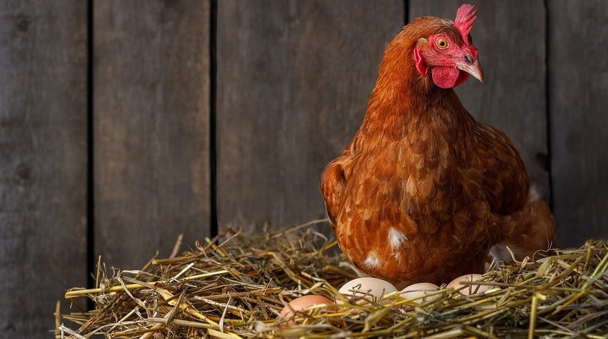 Indian Farmers Switch to Organic Poultry Farming For Increased Income