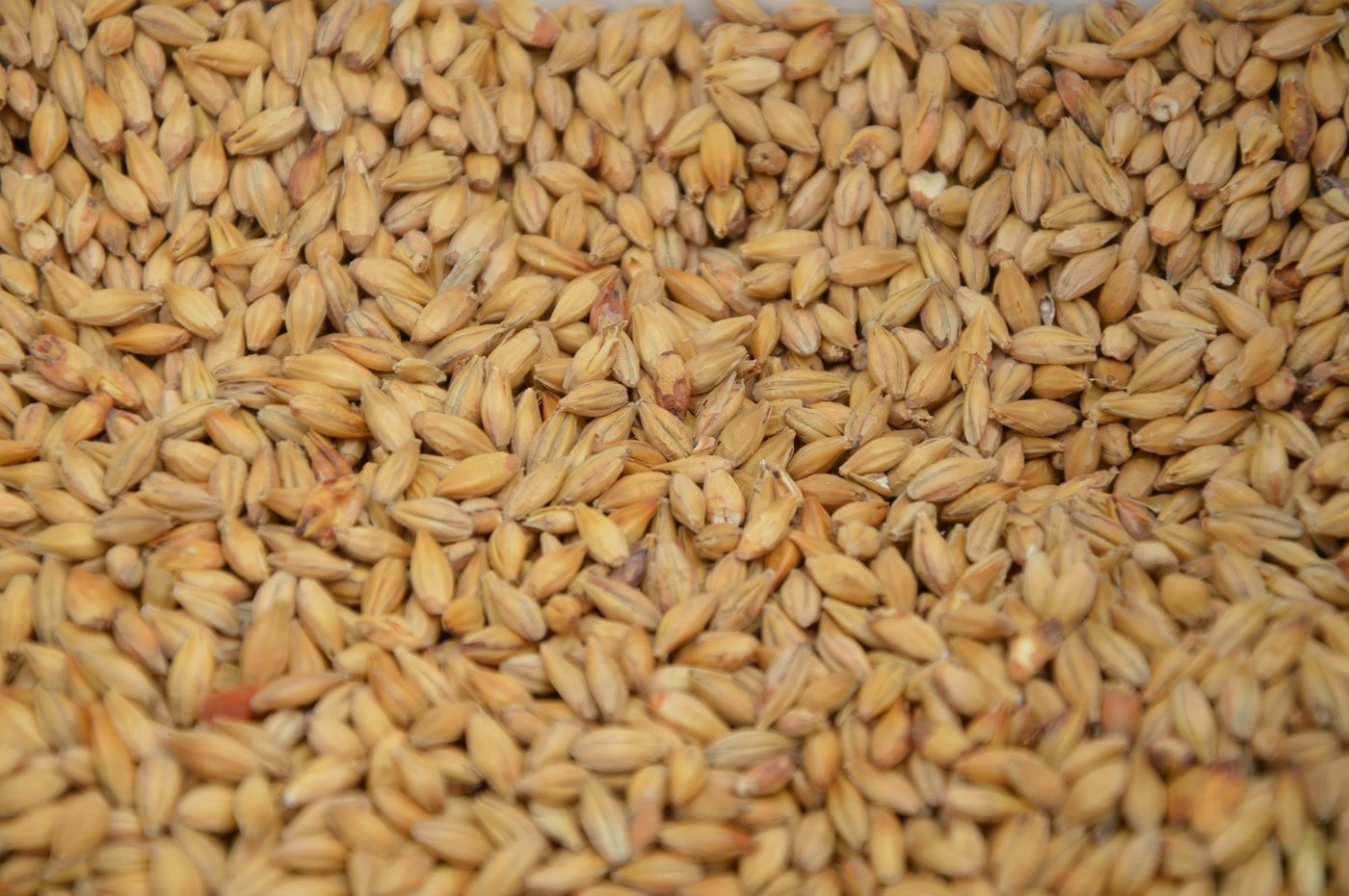 Ukrainian Agricultural Sector Faces $3-4 Billion Annual Losses Due to Insufficient Exports