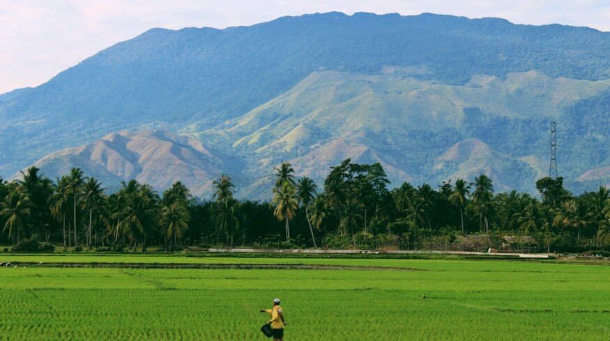 Indonesia Faces Loss of 1.2 Million Tons of Rice Due to El Nino