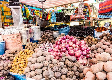 From the Andes to the table: the quest to safeguard potato diversity amid climate woes