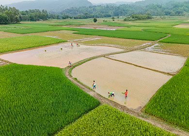 Bangladesh to import 100,000 MT of urea through international tenders