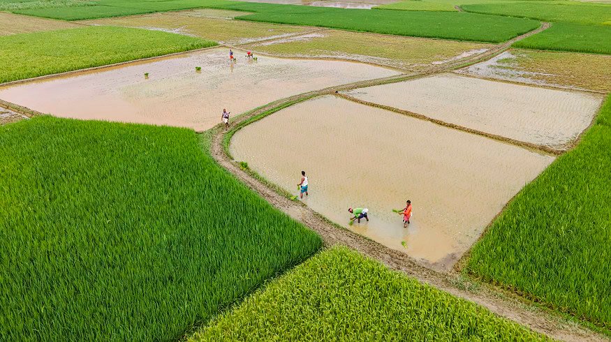 Bangladesh to import 100,000 MT of urea through international tenders