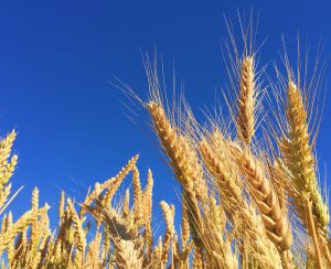 closeup photography of brown wheats