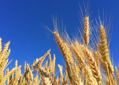 The UN’s top trade official visits Moscow for talks on grain deal