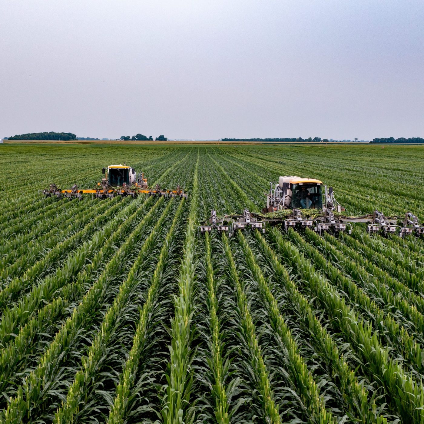 Detasseling Corn in Central Illinois