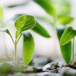 MustGrow Biologics gains USDA organic approval for Terrasante fertilizer