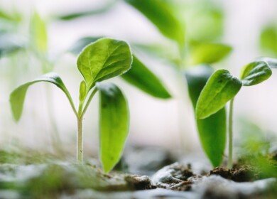 MustGrow Biologics gains USDA organic approval for Terrasante fertilizer