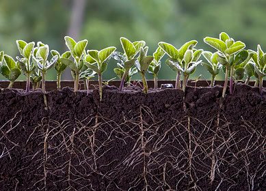 GMCO agronomist revolutionized fertilizer application with Nitro-Mag mixture