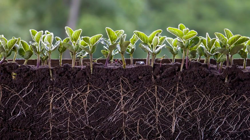 GMCO agronomist revolutionized fertilizer application with Nitro-Mag mixture