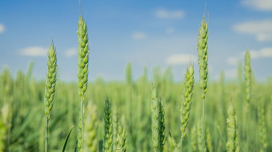 Putin pledges greater support for Russia’s agricultural sector