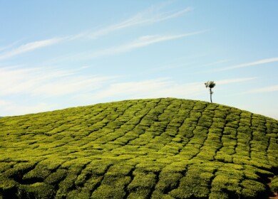 Indian state-owned companies to invest $371.90mn in joint fertilizer venture – Reuters