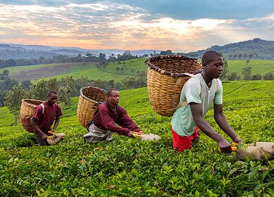 OCP Group, TDB and MIGA joined forces to strengthen food security in Africa