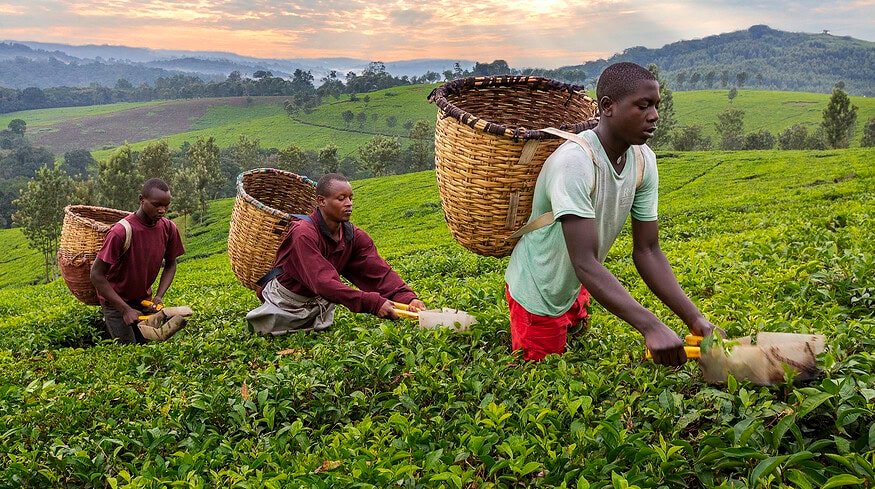 OCP Group, TDB and MIGA joined forces to strengthen food security in Africa