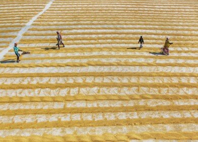 OCP Group, TDB, and MIGA seeking to improve food security in Africa