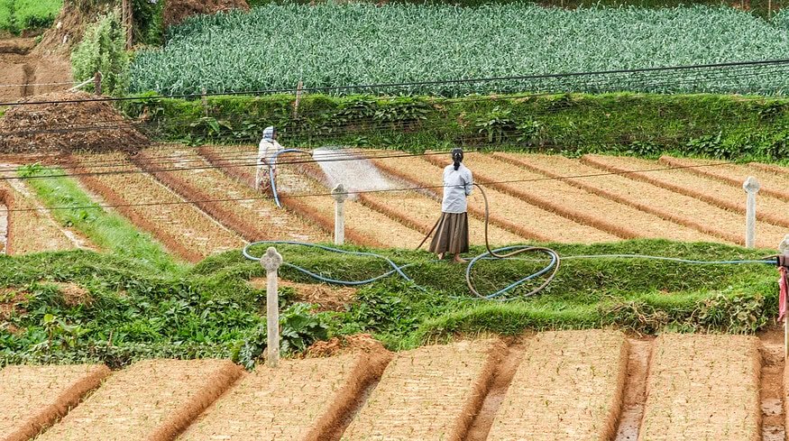 Sri Lanka will produce own Single Super Phosphate for domestic use