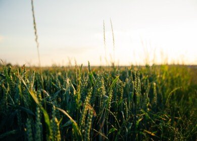 Atome Energy moving forward with planned green ammonia facility in Paraguay