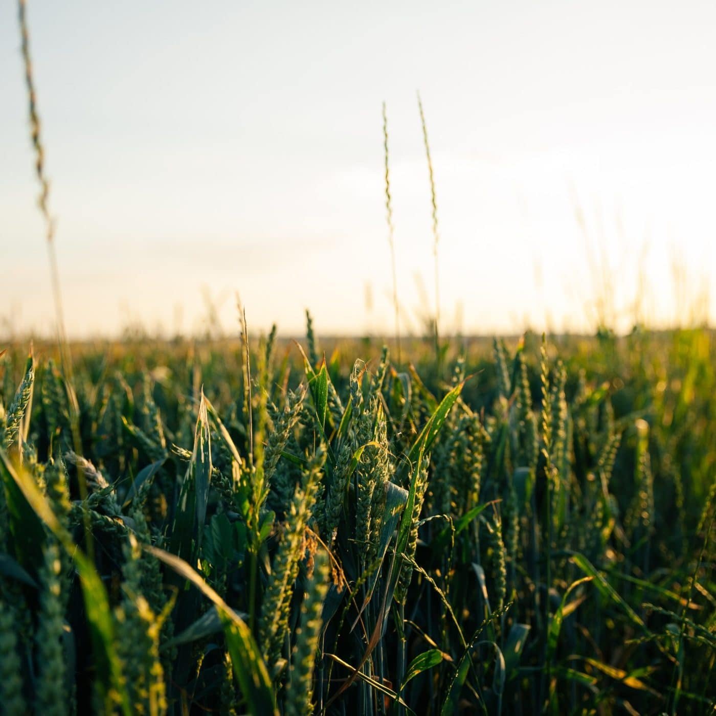 Atome Energy moving forward with planned green ammonia facility in Paraguay