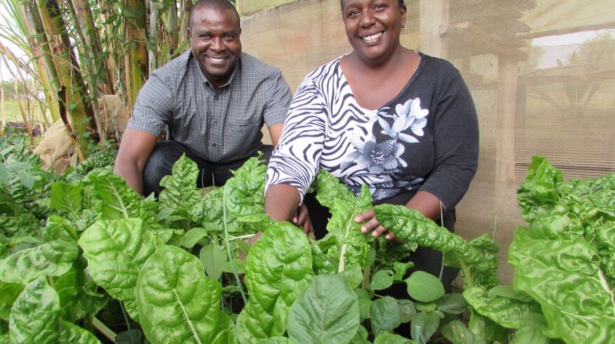 Kenyan farmers embrace organic farming for enhanced yield and soil health