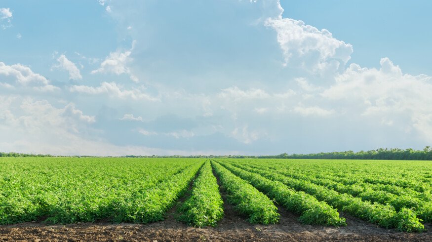 Yara launches new brand of biostimulants