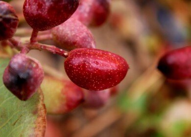 Navigating climate challenges: Edete’s Precision Pollination boosts California pistachio yields
