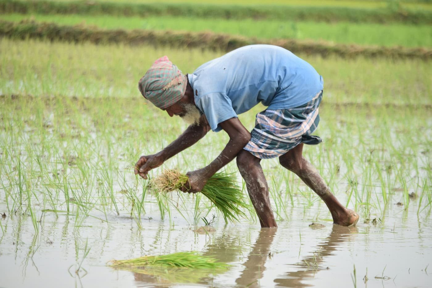 Political turmoil in Bangladesh disrupts fertilizer supply during critical agricultural season