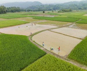 August 12, 2023, Chittagong, Bangladesh: After five consecutive days of rain, the farmers of Chittagong Mirsharai Upazila region are planting Amon season Amon paddy in the rice field On August 12, 2023.
