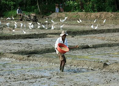Sri Lanka budgeted $54.6 million to subsidize fertilizer supplies in 2024