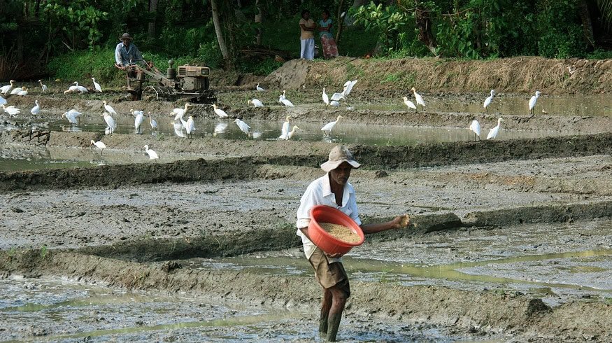 Sri Lanka budgeted $54.6 million to subsidize fertilizer supplies in 2024