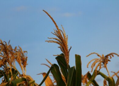 Kenya earmarks additional $53.97mn in subsidies for farmers