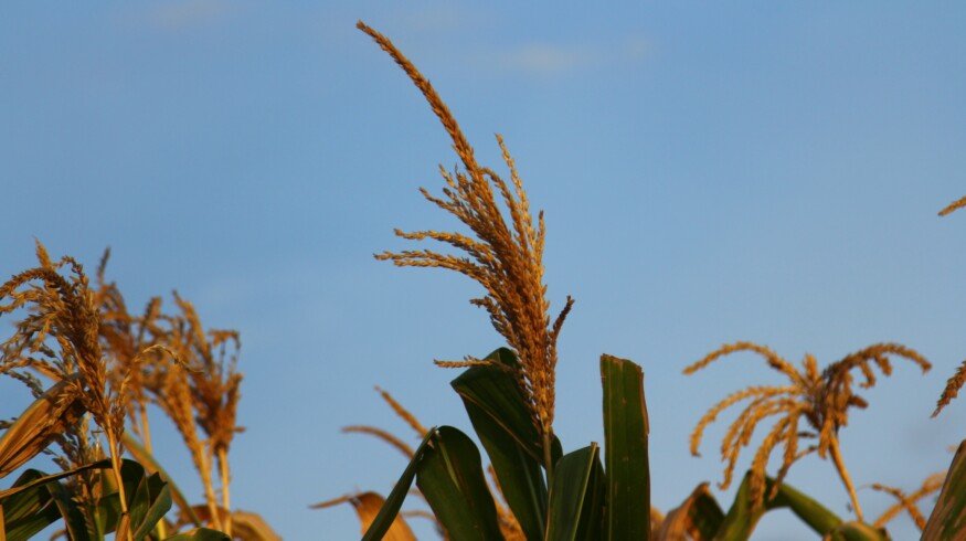 Kenya earmarks additional $53.97mn in subsidies for farmers