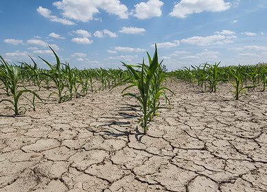Pakistan embarks on innovative bio-saline agriculture in the Thar Desert