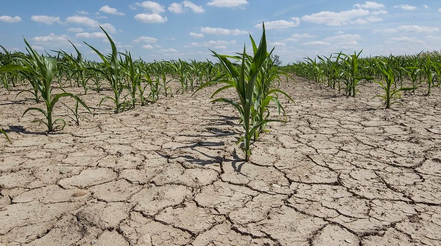 Pakistan embarks on innovative bio-saline agriculture in the Thar Desert