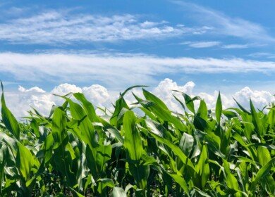 US to lower duties on imports of phosphate fertilizers from Morocco