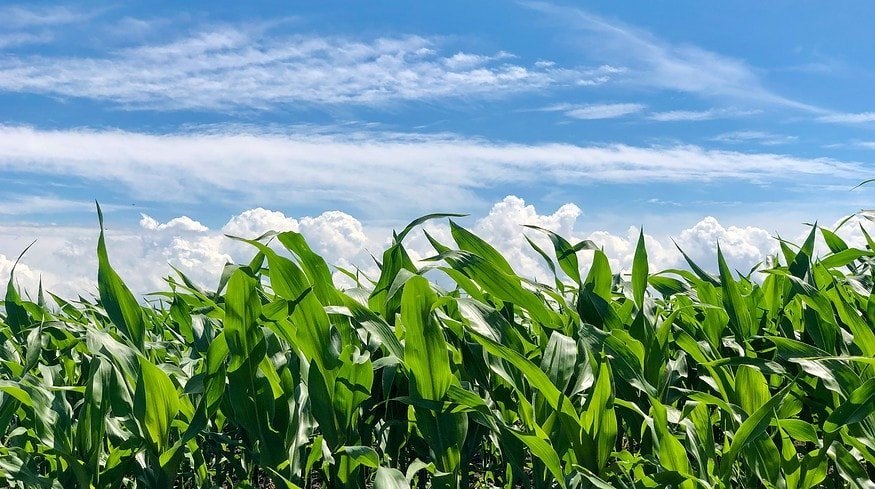 US to lower duties on imports of phosphate fertilizers from Morocco