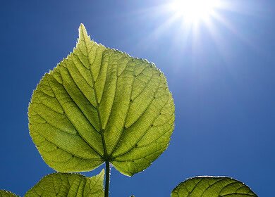 Enhanced air quality boosts natural carbon capture by plants, says Carnegie study