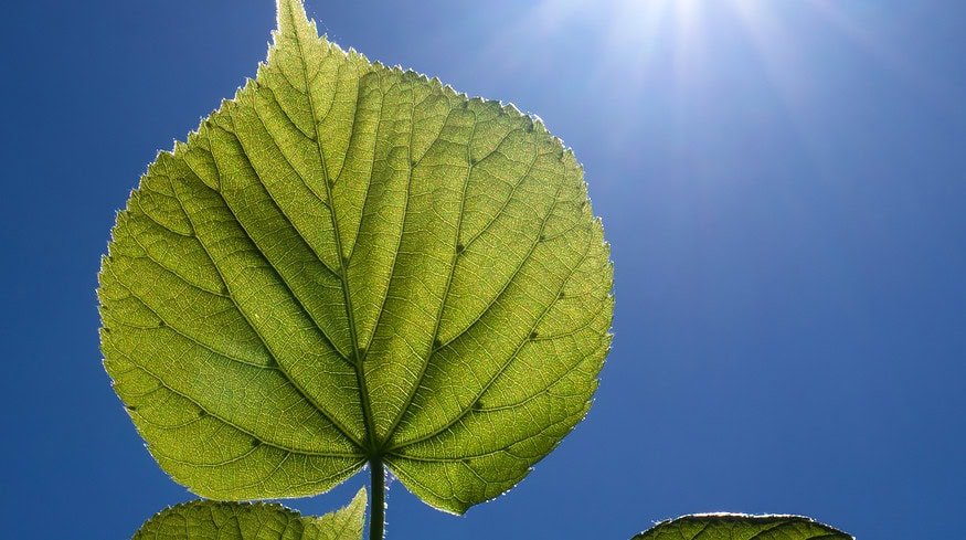Enhanced air quality boosts natural carbon capture by plants, says Carnegie study
