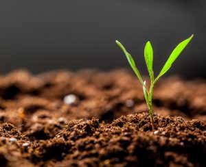 Growing Young Green Seedling Sprout in Cultivated Agricultural Farm Field close up