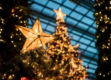 Economic and environmental challenges impacting US Christmas tree industry