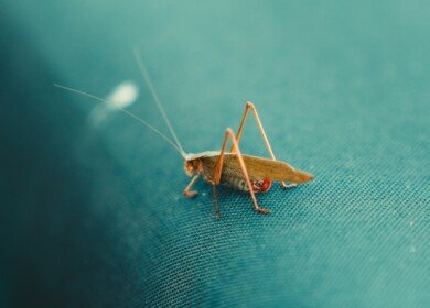UBC Bug Bake Off: testing the waters of insect cuisine