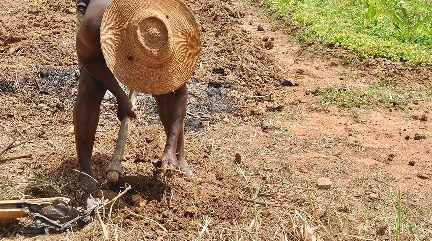 Dry season gardening: Ghana’s vital response to climate change