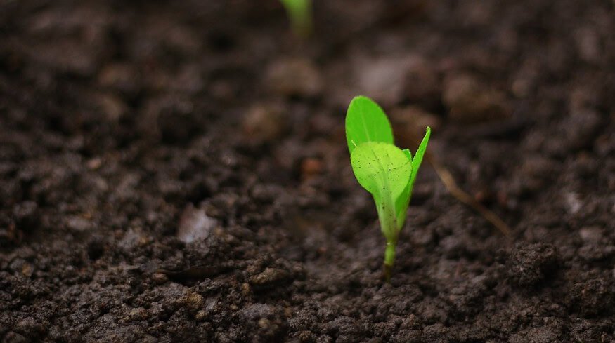 Lucent Bio secures over $3.6mn to bring seed-treatment tech to market
