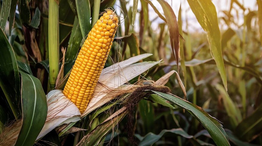 Researchers used brewery waste and NPS fertilizer to boost maize yield in Ethiopia