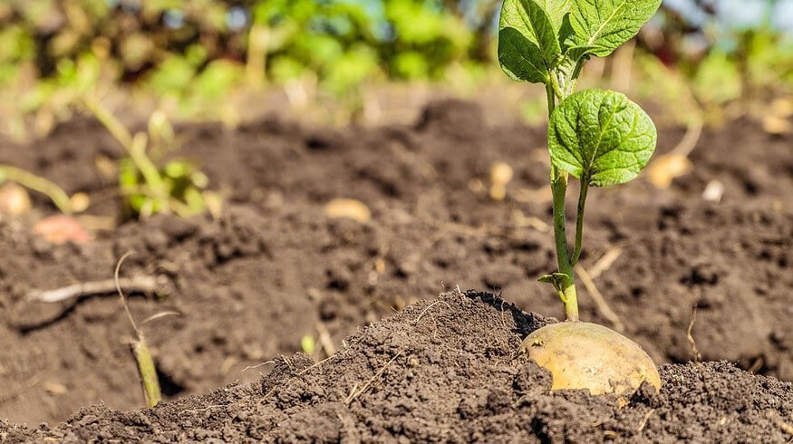 Potato growers utilize AI for real-time nutrition monitoring